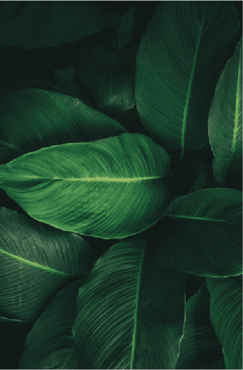 Fondo con hojas verdes